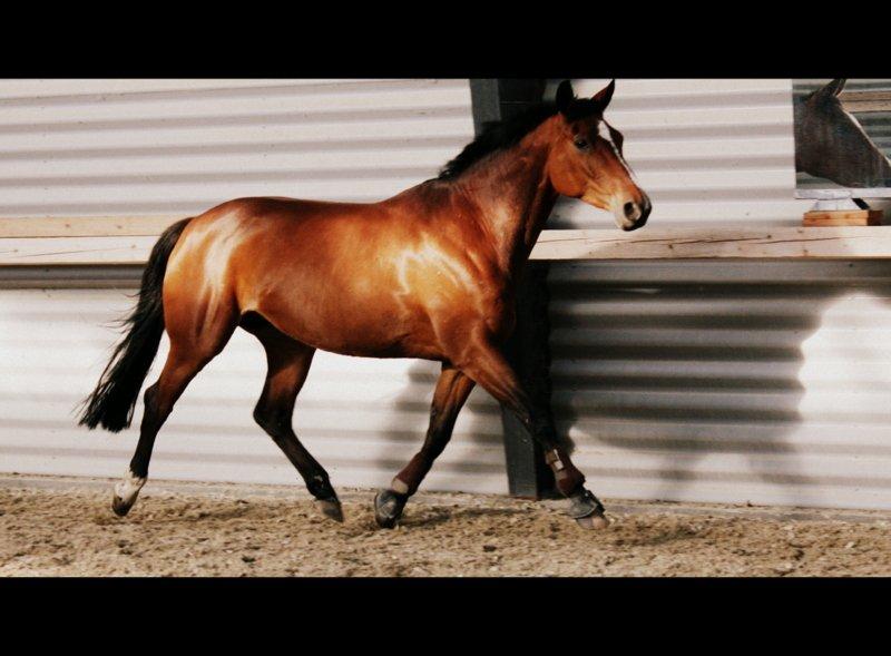 Dansk Varmblod Milans Mini Star - Foto: Mig billede 5