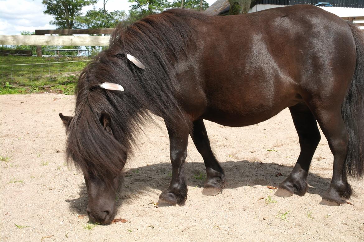 Shetlænder Daisy |My Little Pony|<3 - Min indianer ponzeeee!<3<3 billede 17