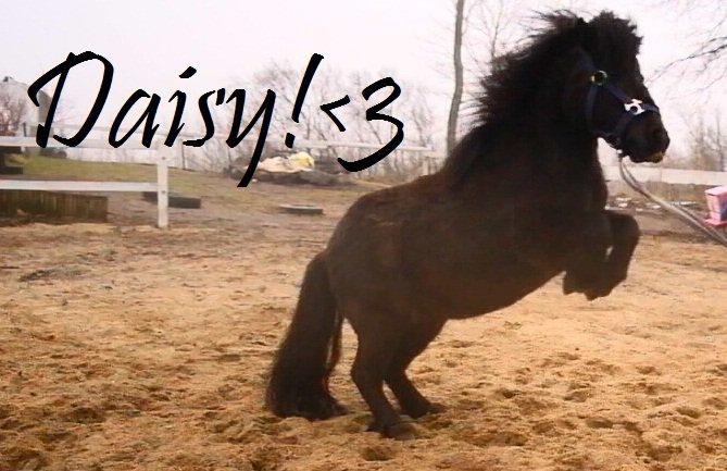 Shetlænder Daisy |My Little Pony|<3 - Hun er da bare for deeeejlig <3 billede 8