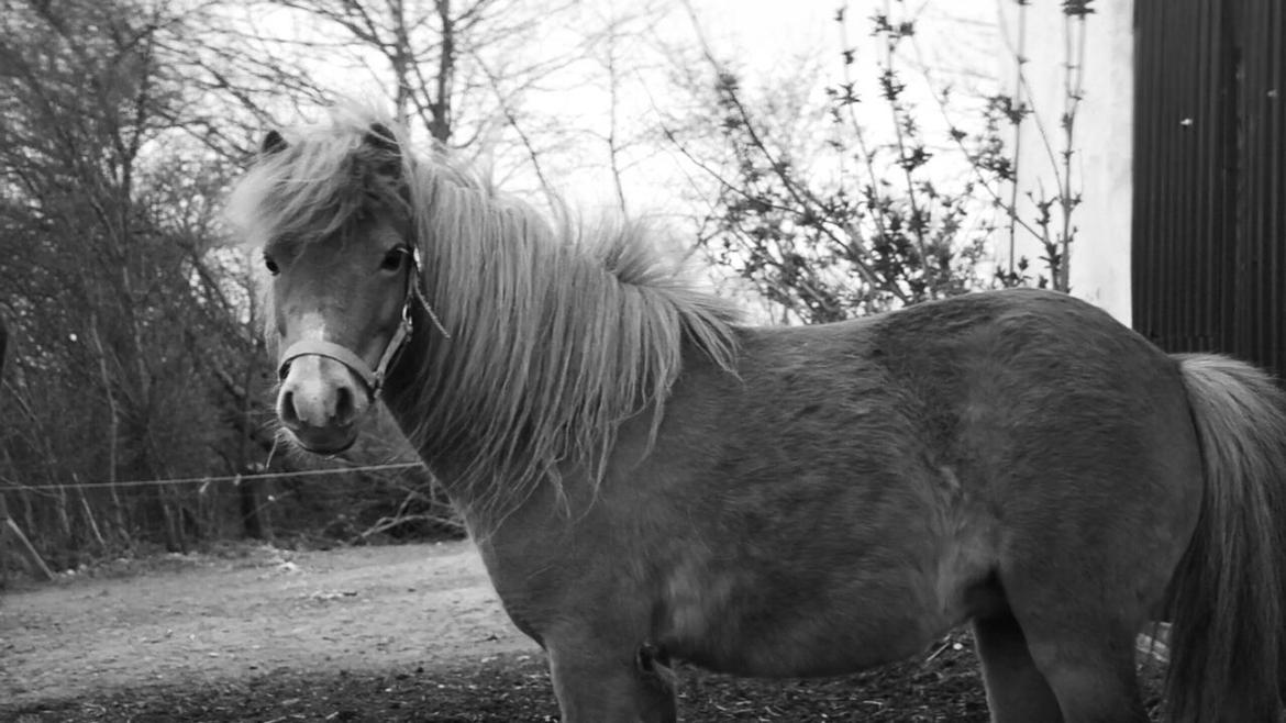 Shetlænder Karla |My Love|<3 billede 7