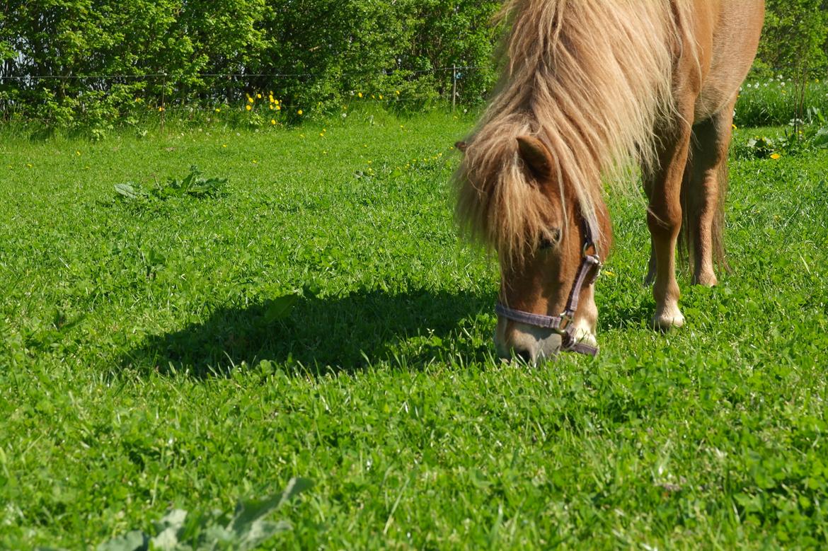 Shetlænder Karla |My Love|<3 billede 8