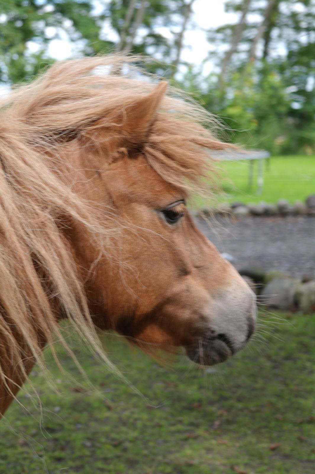 Shetlænder Karla |My Love|<3 billede 5