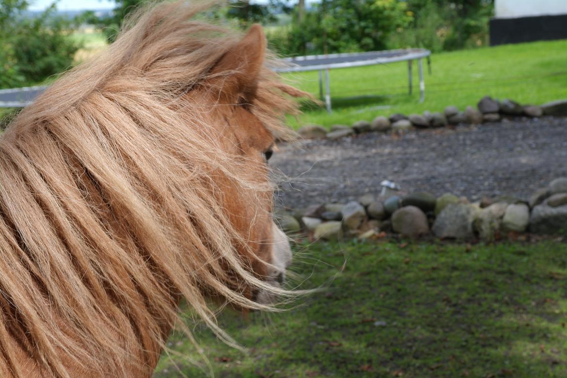 Shetlænder Karla |My Love|<3 billede 6