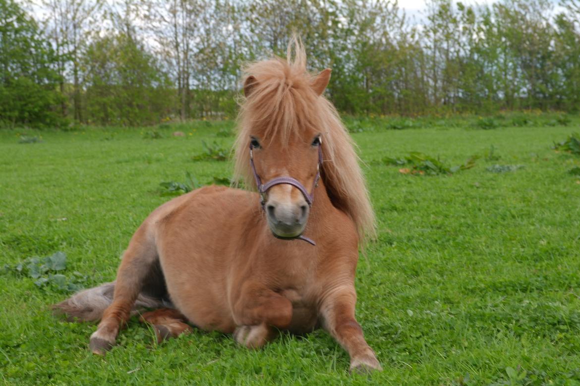 Shetlænder Karla |My Love|<3 billede 4