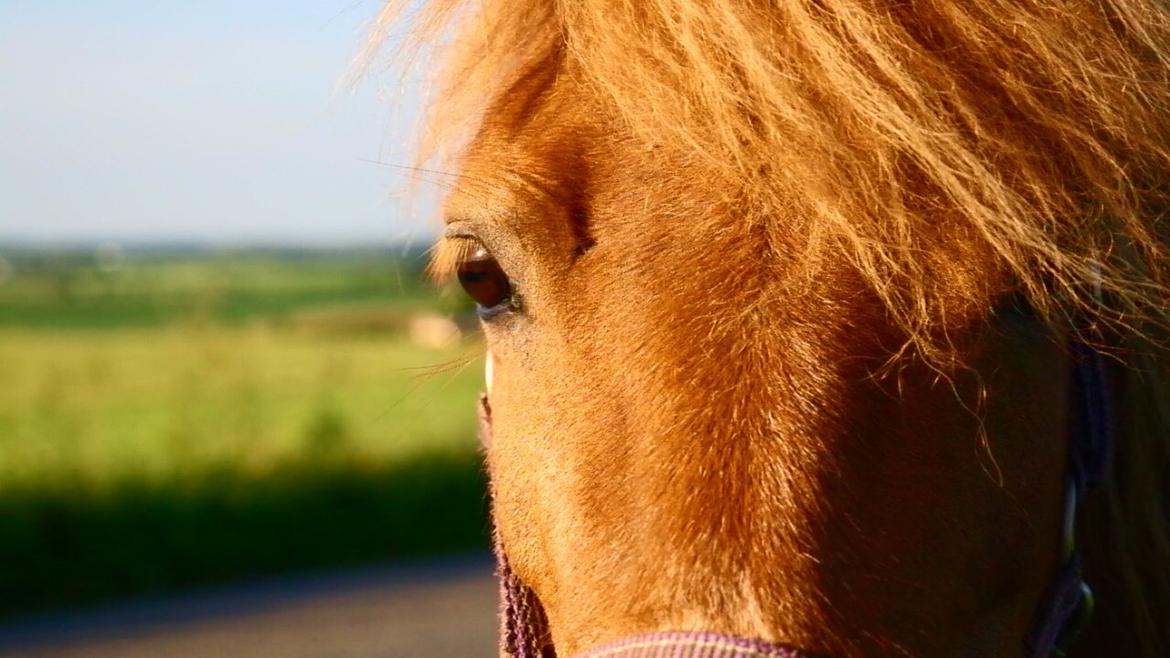 Shetlænder Karla |My Love|<3 billede 2