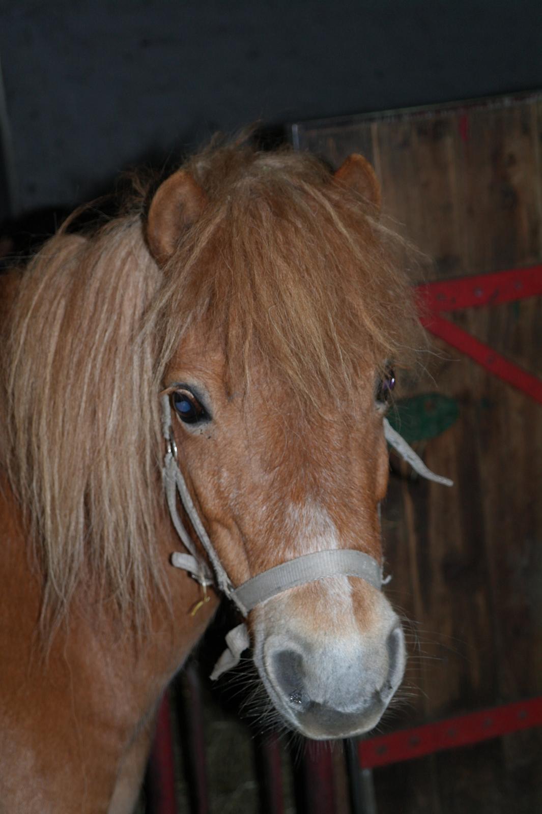 Shetlænder Karla |My Love|<3 billede 11