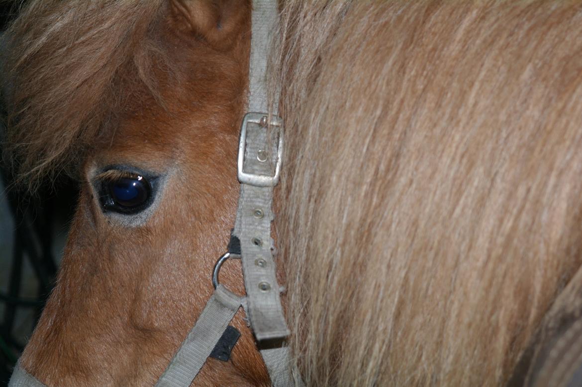 Shetlænder Karla |My Love|<3 billede 10