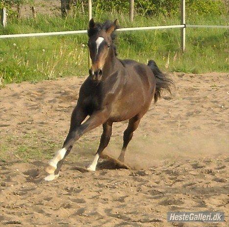 Anden særlig race Sir Charming Felix billede 6