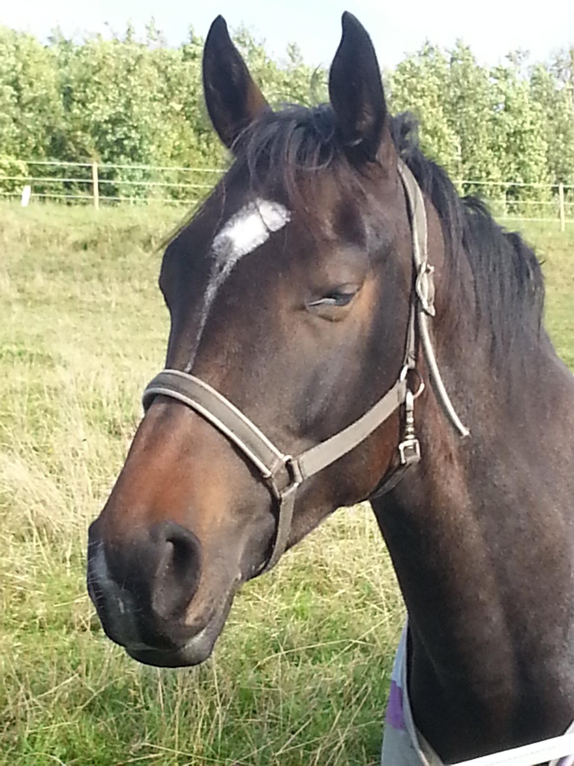 Anden særlig race Sir Charming Felix billede 8