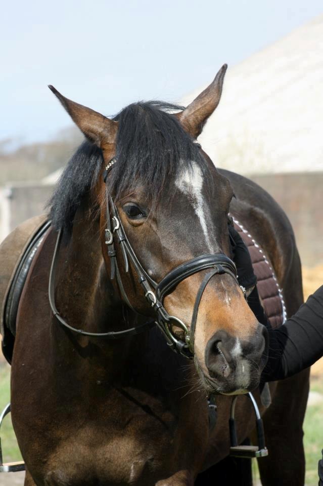 Anden særlig race Sir Charming Felix billede 12