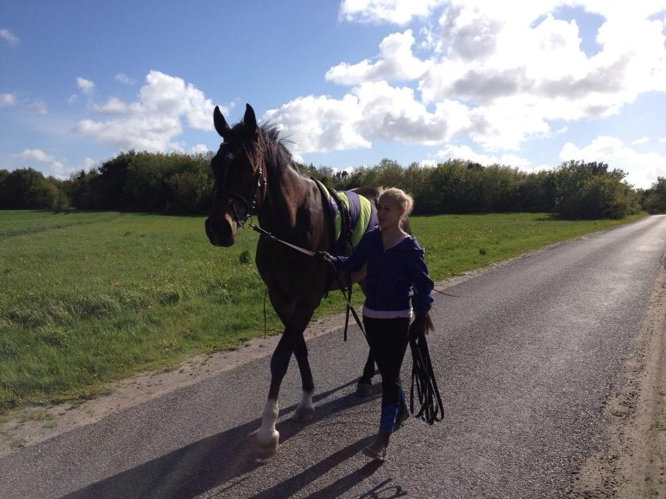 Anden særlig race Sir Charming Felix billede 14