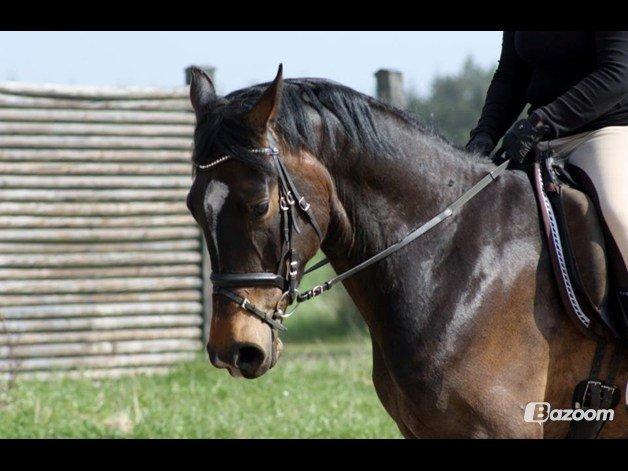 Anden særlig race Sir Charming Felix billede 16