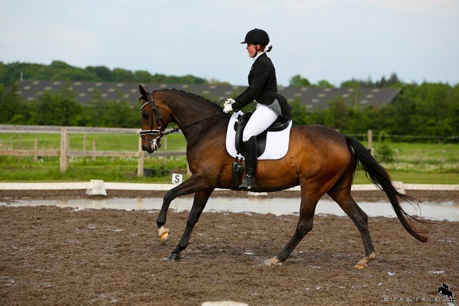 Dansk Varmblod La Vær Firfod - La4 til 67,06% :) billede 14