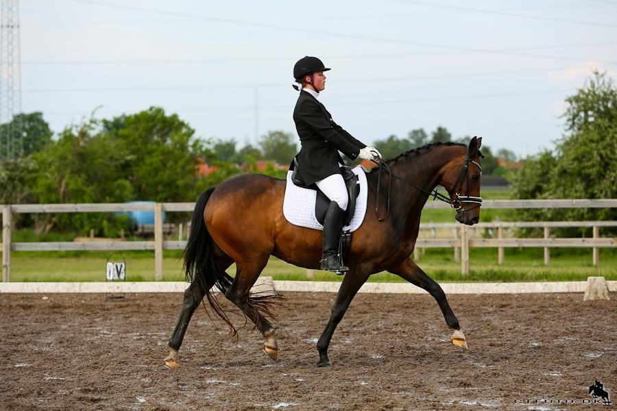 Dansk Varmblod La Vær Firfod billede 4