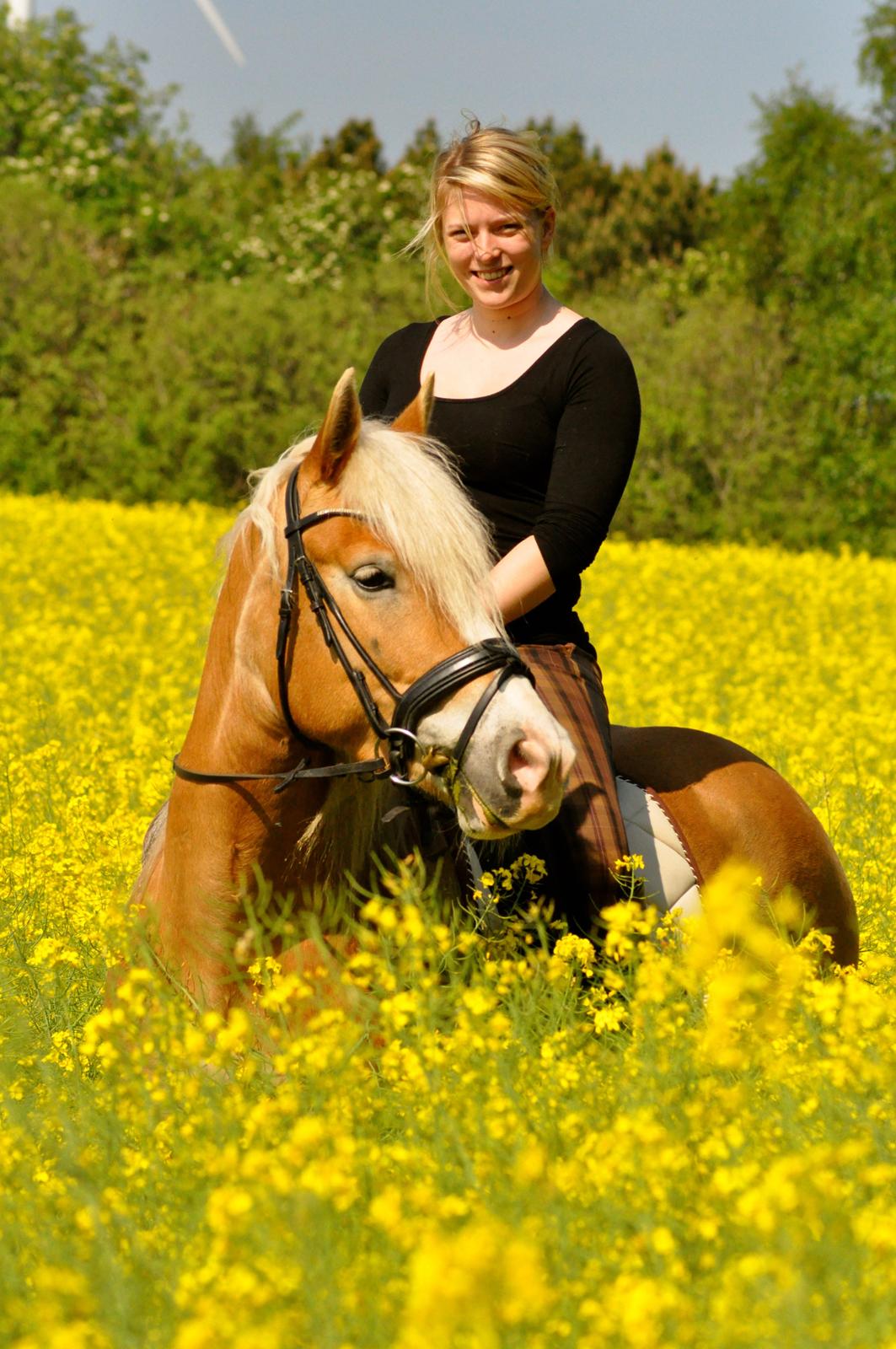 Haflinger LuLu Lakisha billede 1