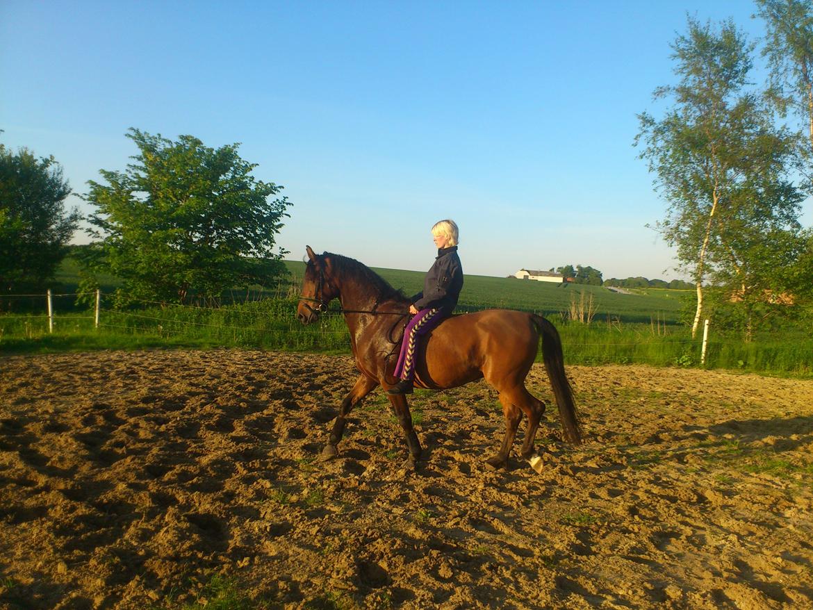 Shagya Araber (SH) Bahebec Takhises *Basse* - *SOLGT* billede 14