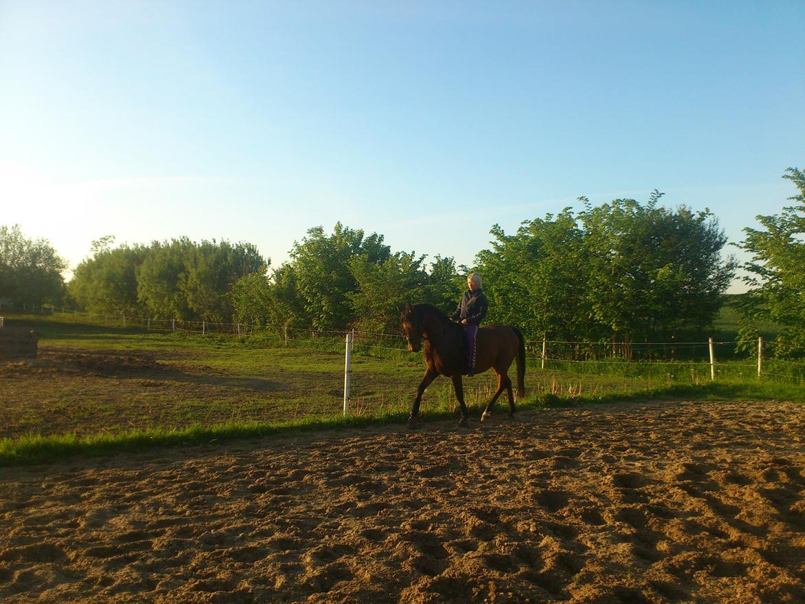 Shagya Araber (SH) Bahebec Takhises *Basse* - *SOLGT* billede 15