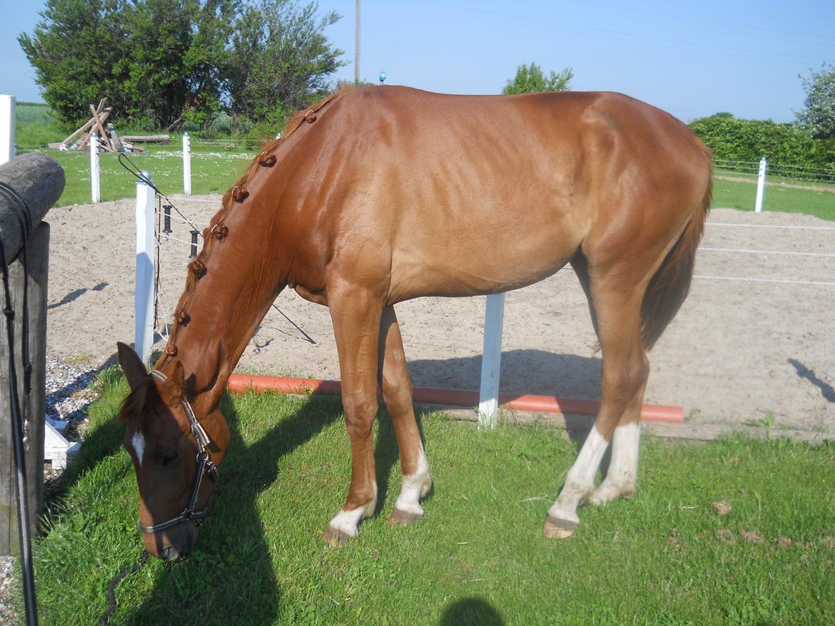 Dansk Varmblod Hjortkjærs Mirelle - 30.05.2013. 2 år gammel :-) billede 1