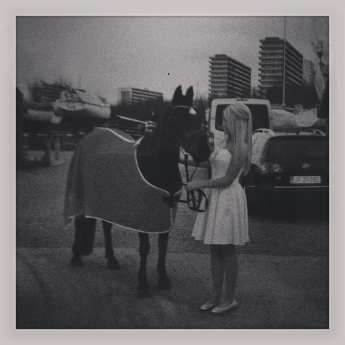 Welsh Pony (sec B) Callunas Keeshia billede 18