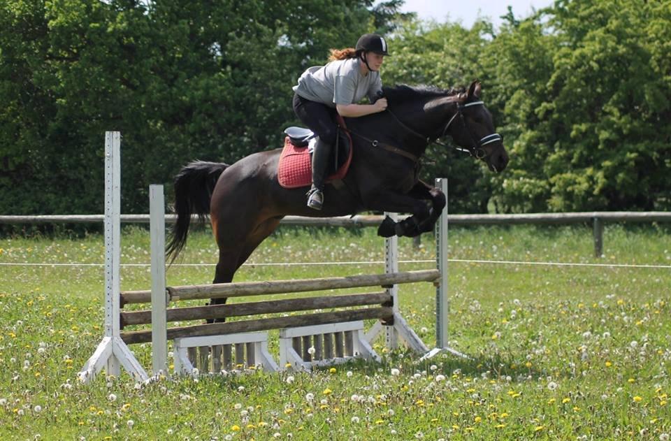 Anden særlig race Himmelhest Nightwish *DRØMMEHESTEN* - taget af baun foto d. 30 maj billede 18