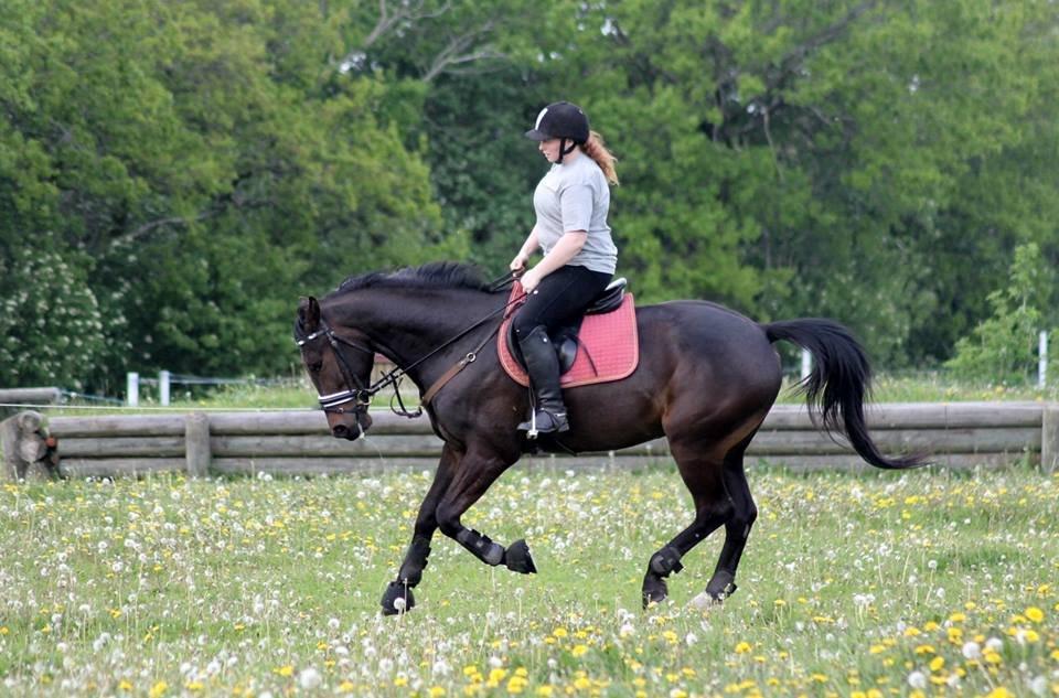Anden særlig race Himmelhest Nightwish *DRØMMEHESTEN* - taget af Baun foto d.30  maj billede 19