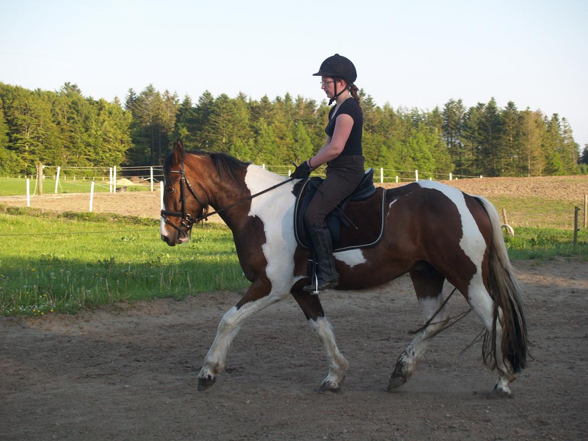 Irish Cob Crossbreed Willson Mc Caffee - Karina rider Willson for sidste gang i Legind.  billede 16