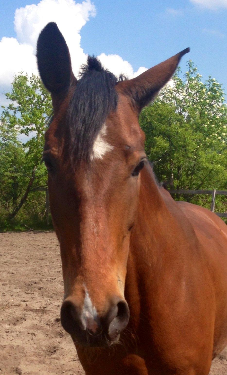 Anden særlig race Cornelia Deena R.I.P billede 10