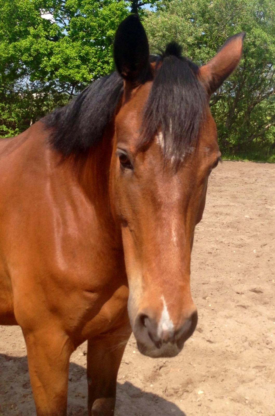 Anden særlig race Cornelia Deena R.I.P billede 12