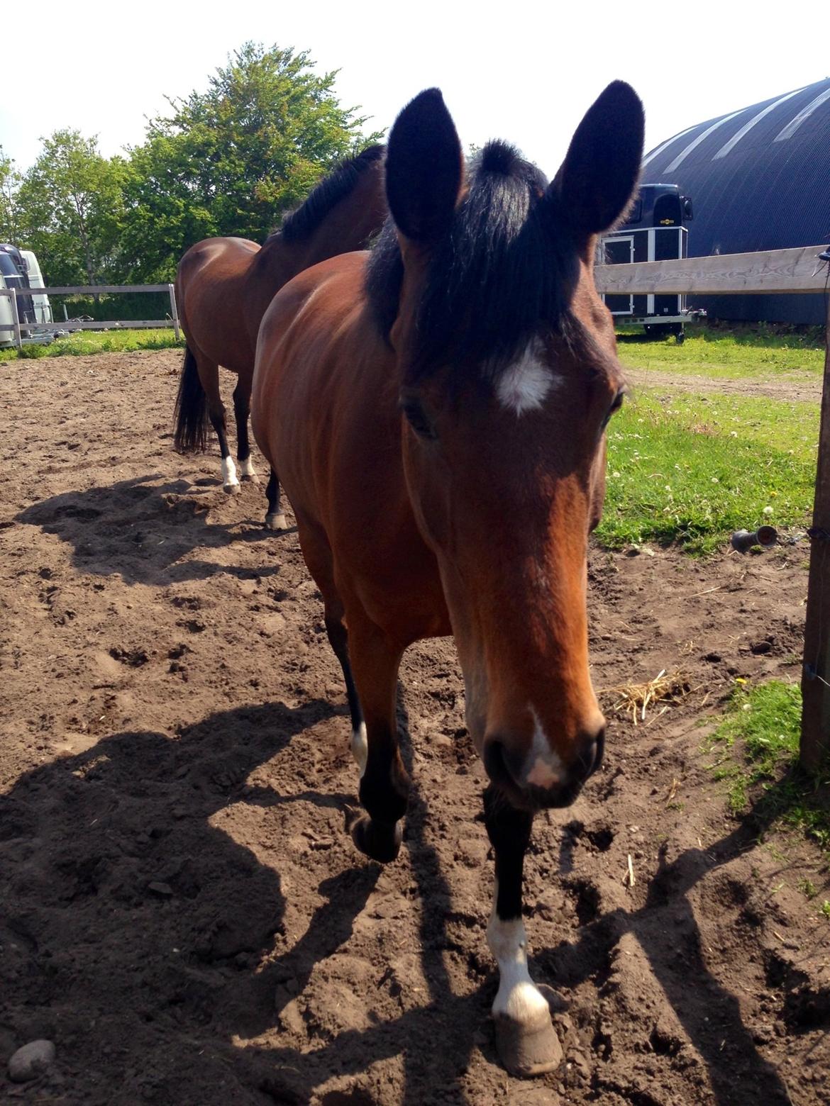 Anden særlig race Cornelia Deena R.I.P billede 13