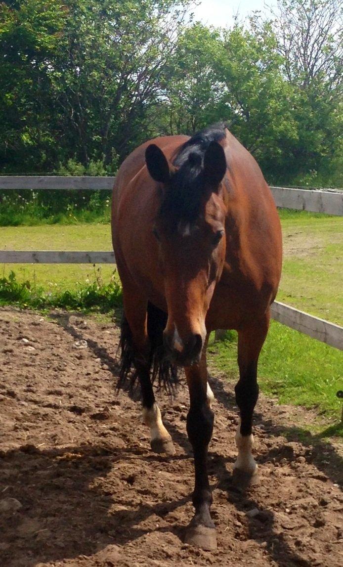 Anden særlig race Cornelia Deena R.I.P billede 14