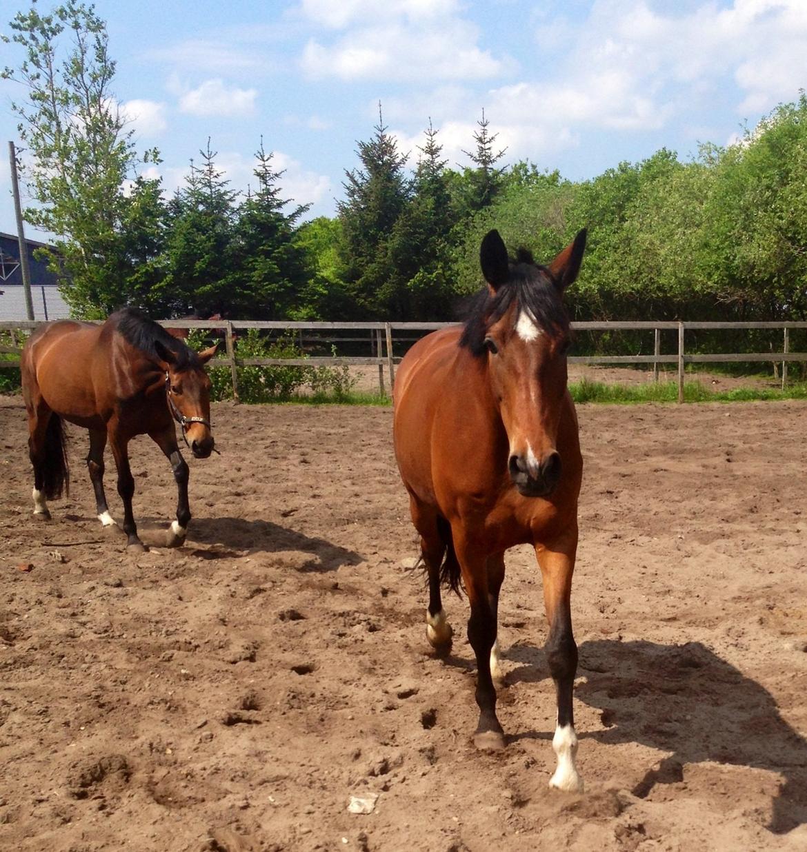 Anden særlig race Cornelia Deena R.I.P billede 15