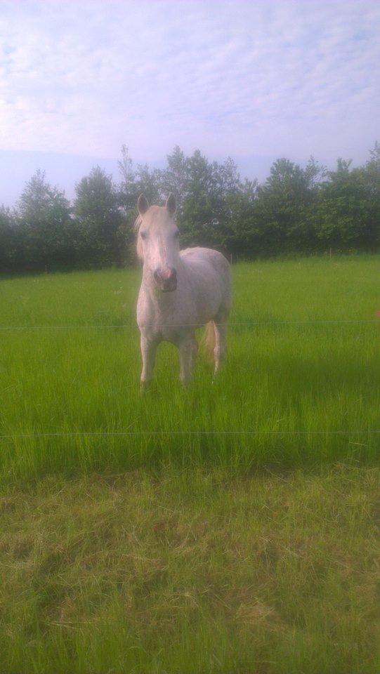 Connemara Hedegården's Sultan  [SAVNET UBESKRIVELIGT MEGET] billede 2