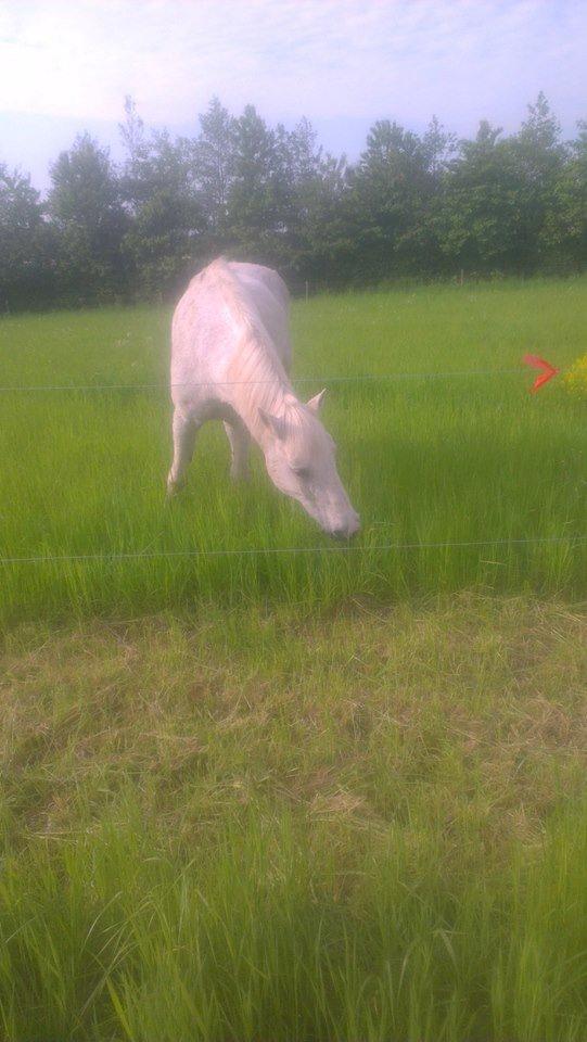 Connemara Hedegården's Sultan  [SAVNET UBESKRIVELIGT MEGET] billede 20