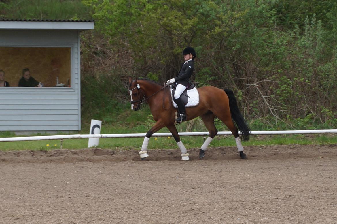 DSP Røgild's Chico - årets DSP hingsteføl i 2006 billede 2