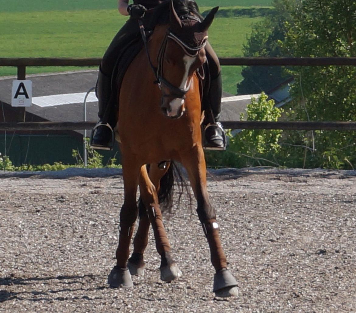 DSP Røgild's Chico - årets DSP hingsteføl i 2006 billede 1