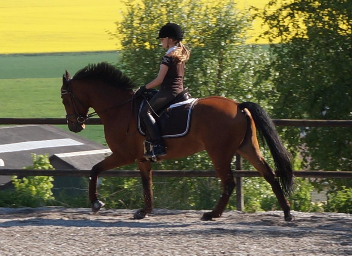 DSP Røgild's Chico - årets DSP hingsteføl i 2006 billede 3