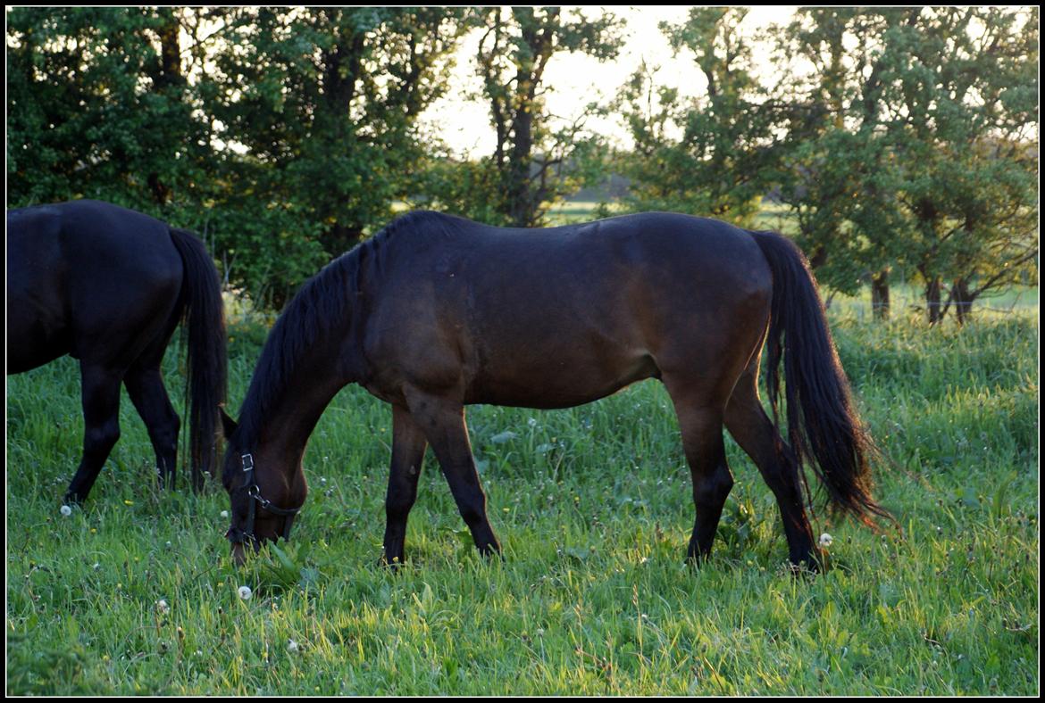 Anden særlig race Chili In Action - maj 2013 billede 20