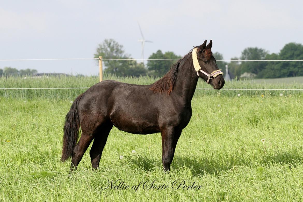Frieser Nellie af sorte perler billede 21