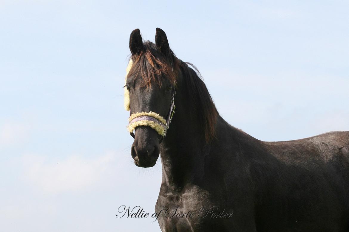 Frieser Nellie af sorte perler - 31. maj 2013: 1 år gammel. billede 20