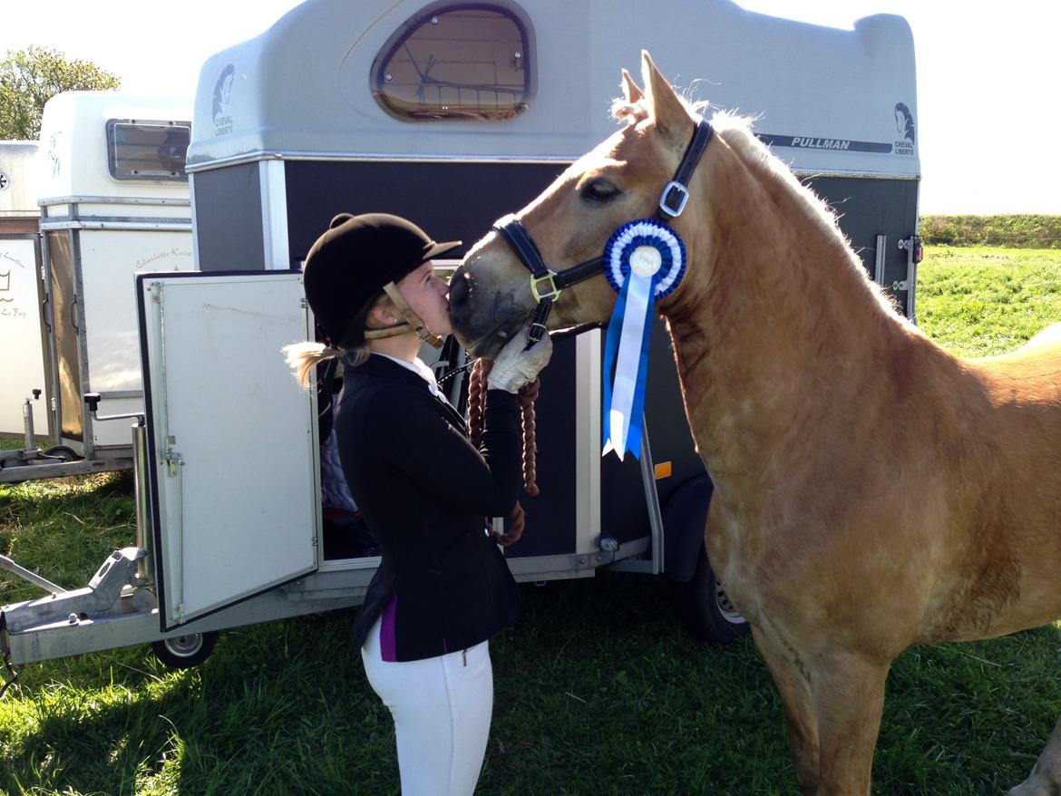 Haflinger Alvaro - SOLGT - Mys :-* billede 12
