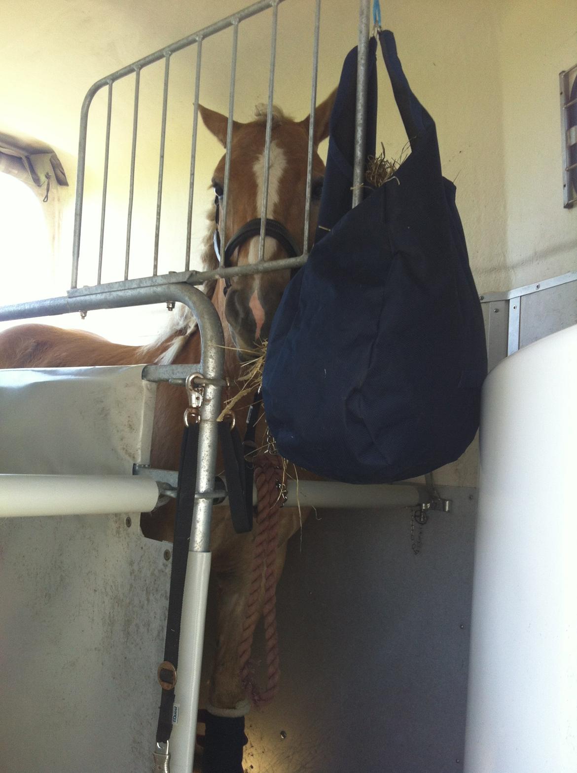 Haflinger Alvaro - SOLGT - Hygger i traileren efter stævne :-) billede 13