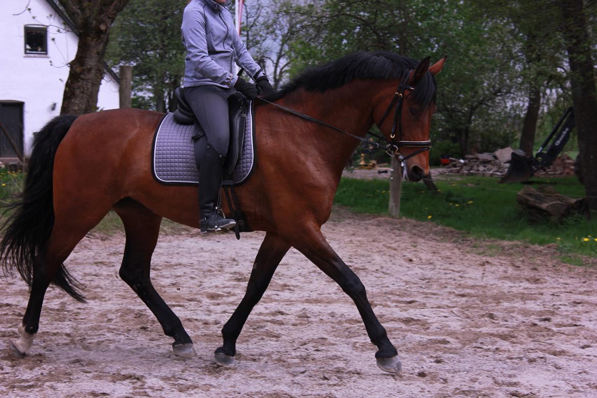 Oldenborg Java Rævdal billede 14