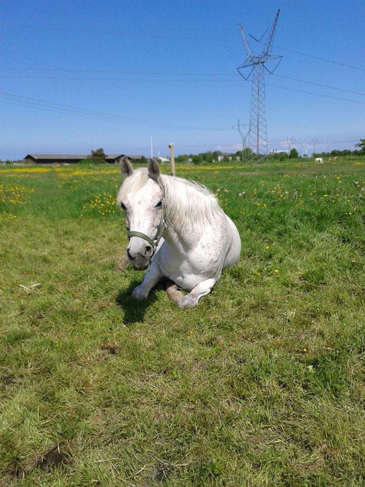 Arabisk fuldblod (OX) Cezanne billede 2