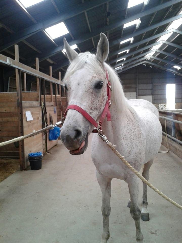 Arabisk fuldblod (OX) Cezanne billede 4