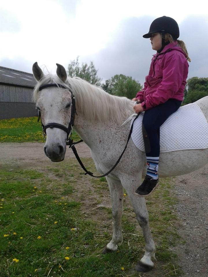 Arabisk fuldblod (OX) Cezanne billede 11