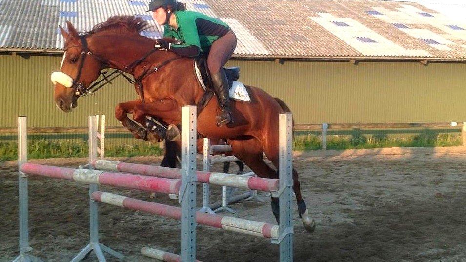 Dansk Varmblod Fiona billede 4