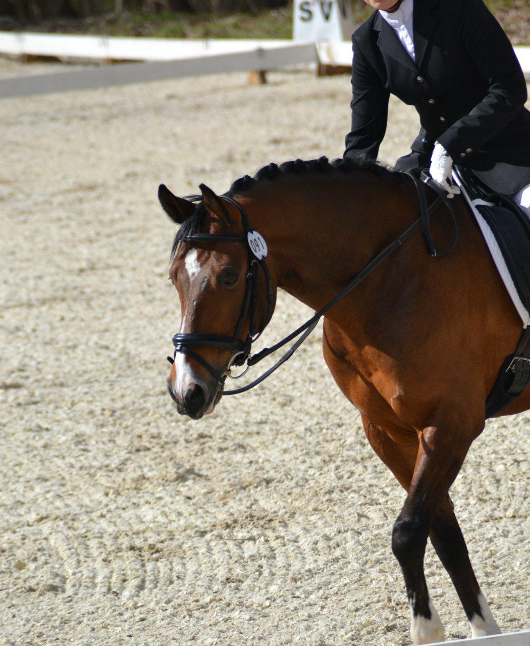 DSP Toftegårdens Alcazar B-pony billede 5