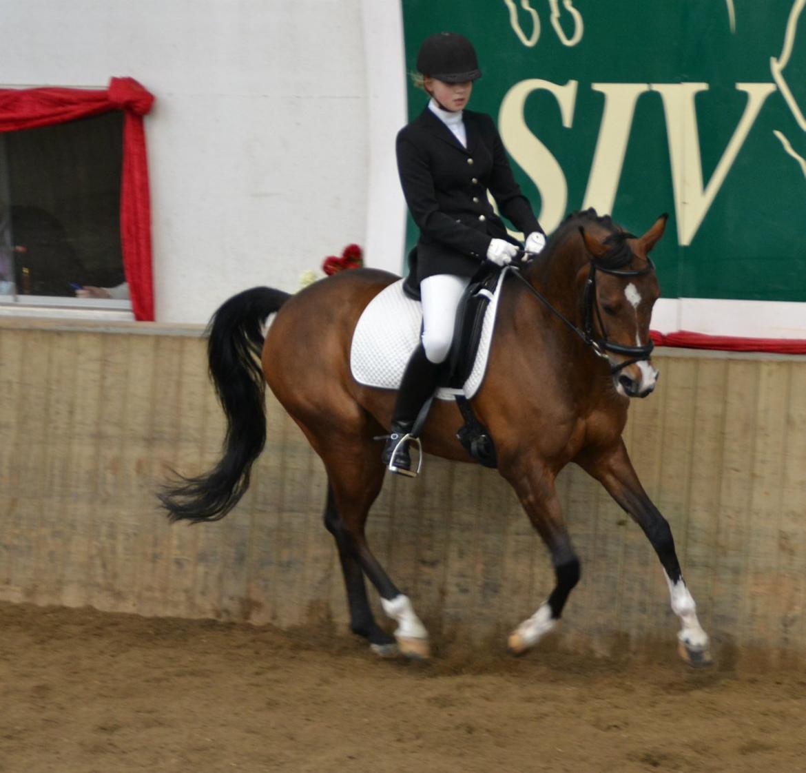 DSP Toftegårdens Alcazar B-pony billede 6