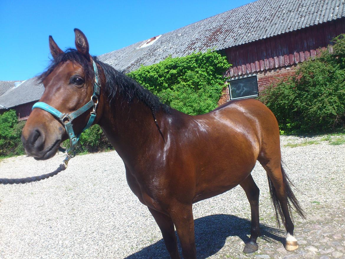 Shagya Araber (SH) Bahebec Takhises *Basse* - *SOLGT* billede 16