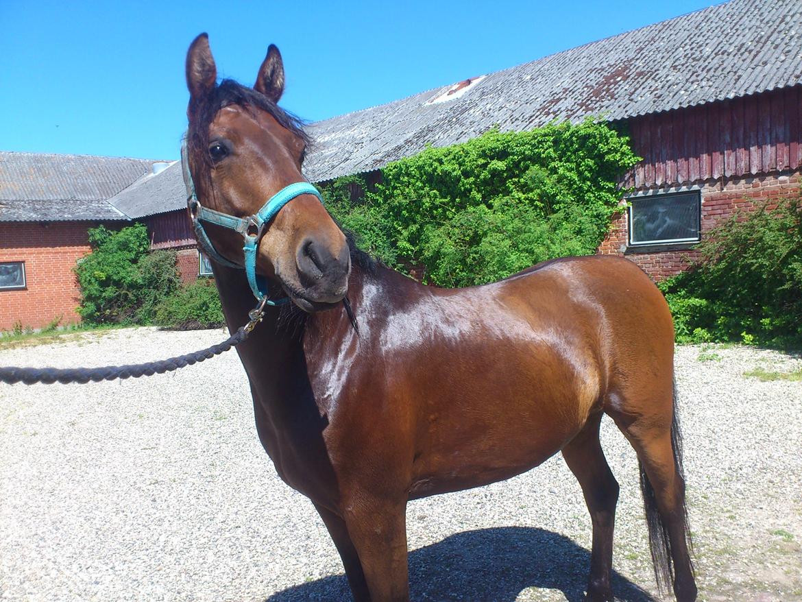 Shagya Araber (SH) Bahebec Takhises *Basse* - *SOLGT* billede 17